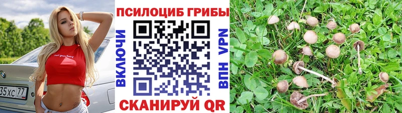 Галлюциногенные грибы Psilocybe  Вятские Поляны 